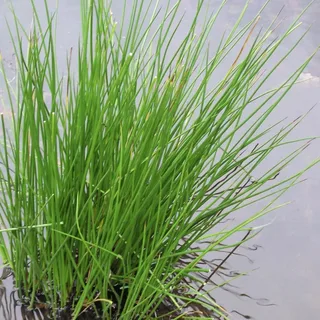 Buy Marginal Pond Plants for Vibrant, Healthy Pond Landscaping