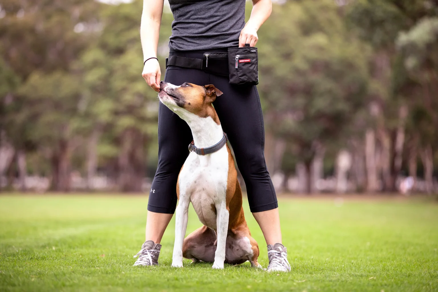 Real World Dog Obedience Training for Everyday Success